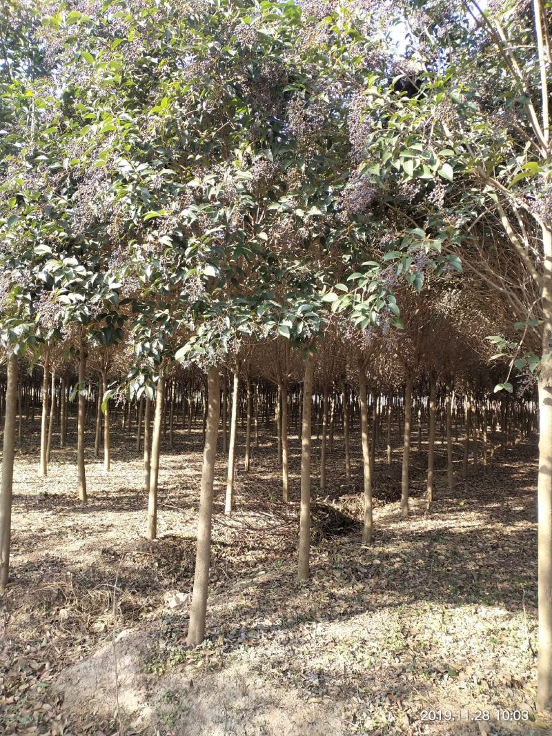 大叶女贞主产地出售优质大叶女贞行道树，规格齐全，货源充足