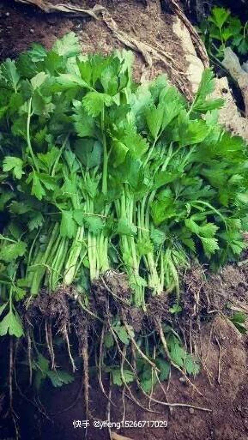 批发芹菜苗，实地考察看货，现挖现发，包成活，包质量包服务