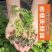 一级芹菜苗，进口法国皇后芹菜苗，量大优惠，包成活率包质量