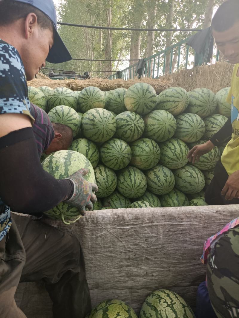 新疆西瓜代办哈密金城五号哈蜜西瓜代办包熟包甜