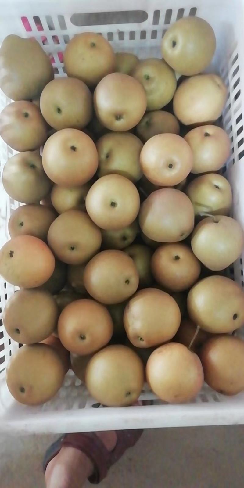 黄花梨，欢迎各位老板来采购、、、、、、、、、
