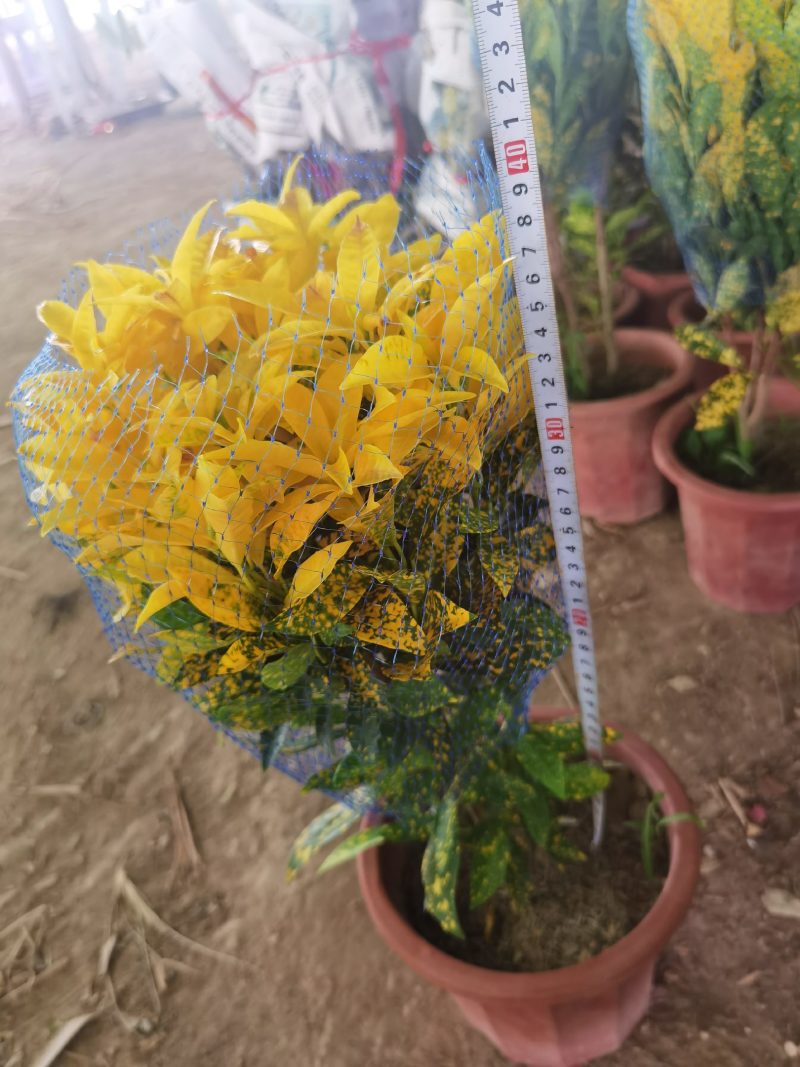 夏季货沙金变色木黄金万两