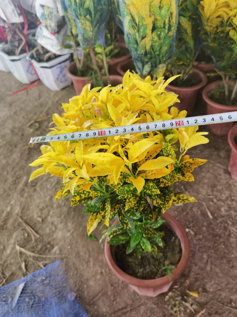 夏季货沙金变色木黄金万两