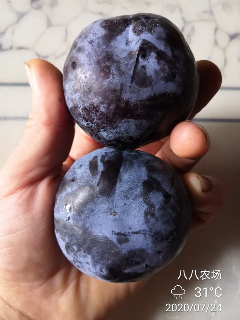 凤凰李五月脆苗清脆李子苗黑宝石黑布林李树苗基地直供