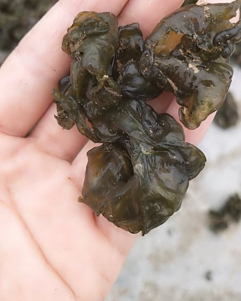 湖北本地野生地皮菜手挑筛选干货，产地直销，质量有保证