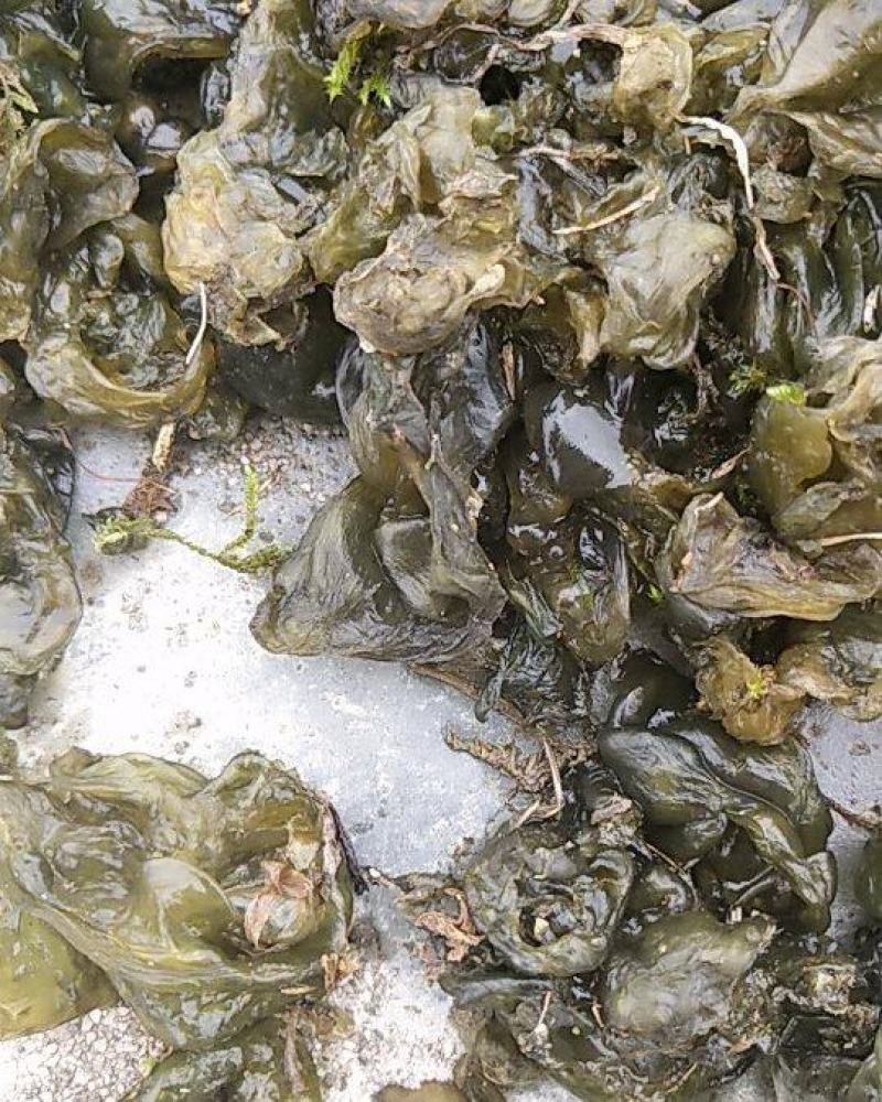 湖北本地野生地皮菜手挑筛选干货，产地直销，质量有保证