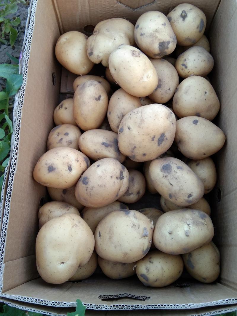 土豆出售。