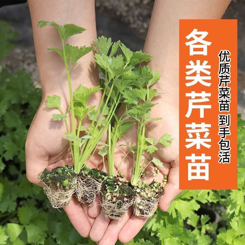 进口法国皇后西芹苗15～20当天拔苗当天发货，货源稳定