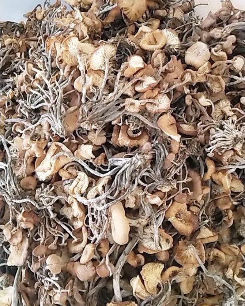 树秋菌，上新树秋菌一手货源批发兼零售纯野生干品手慢无