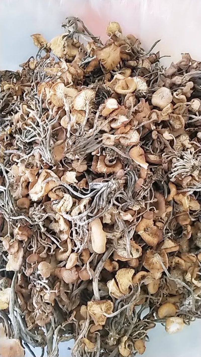 树秋菌，上新树秋菌一手货源批发兼零售纯野生干品手慢无