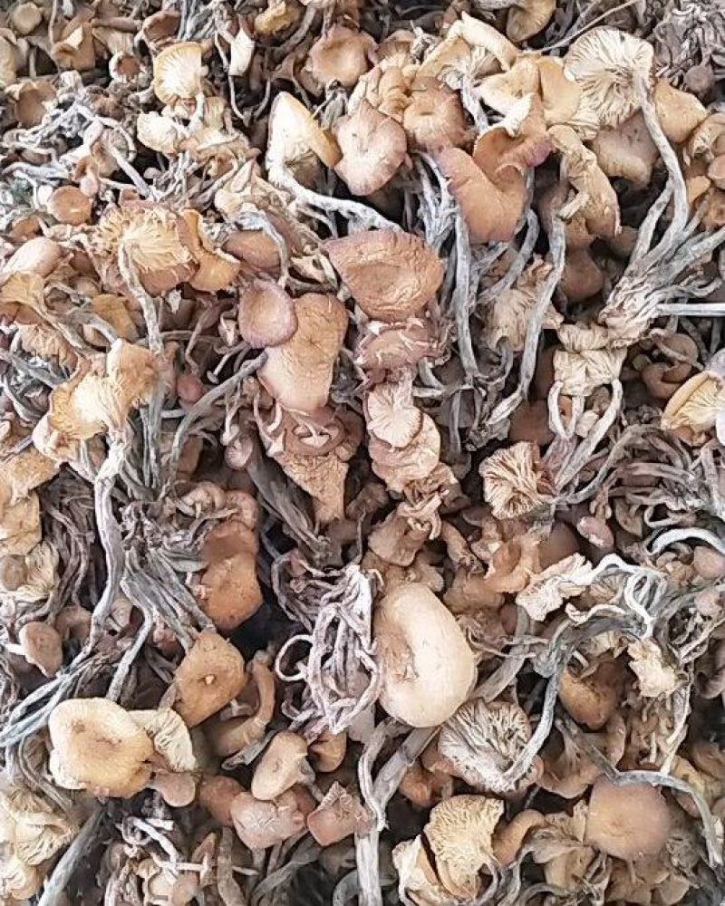 树秋菌，上新树秋菌一手货源批发兼零售纯野生干品手慢无