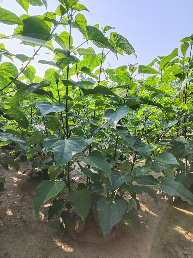 木绣球木绣球价格木绣球价格木绣球产地