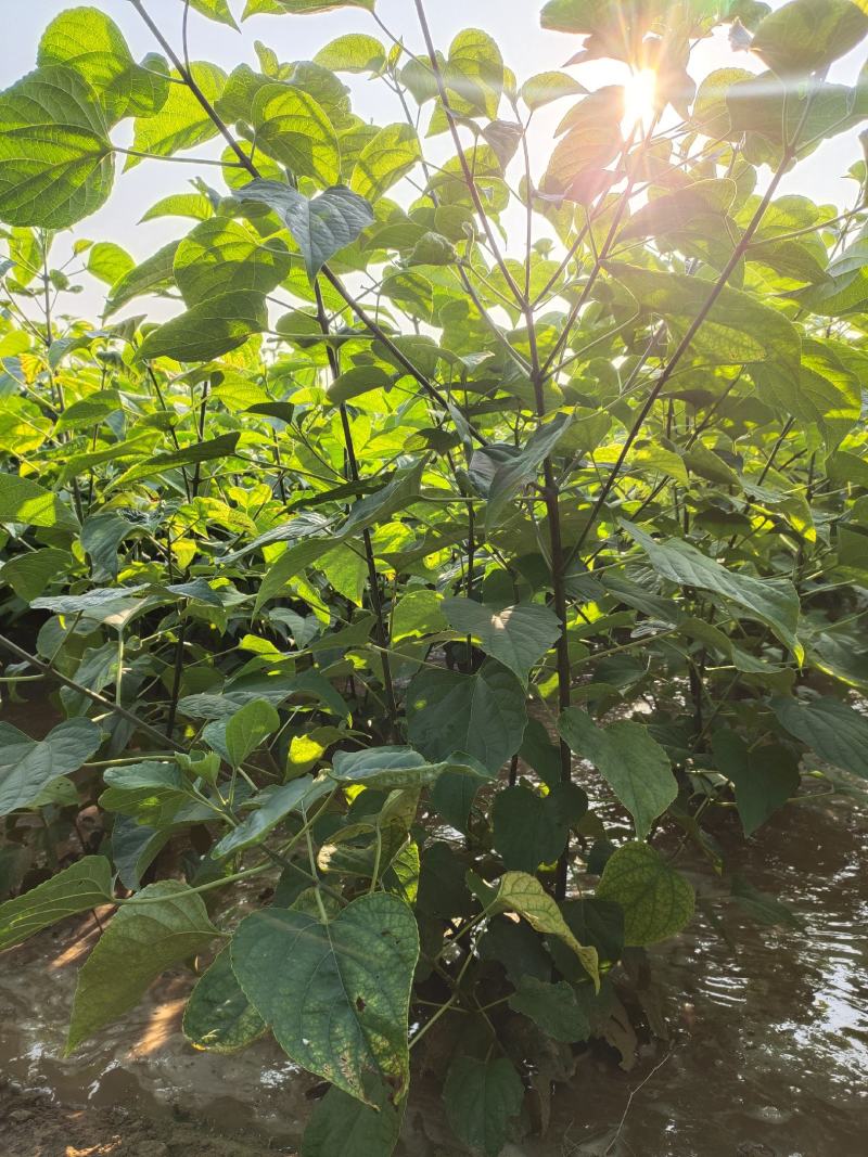 木绣球木绣球价格木绣球价格木绣球产地