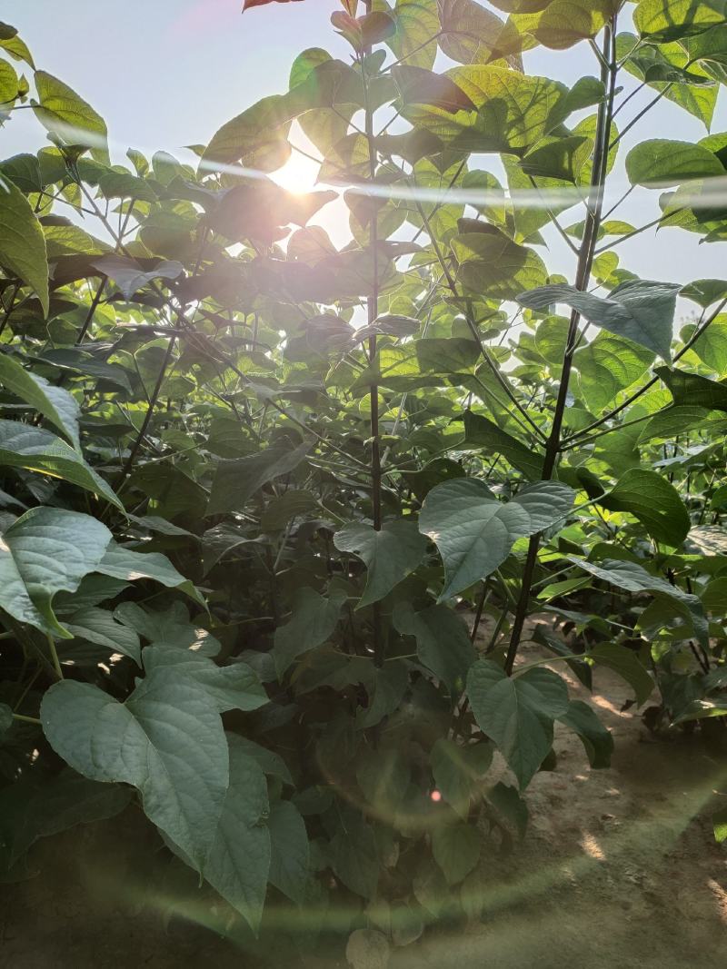 木绣球木绣球价格木绣球价格木绣球产地