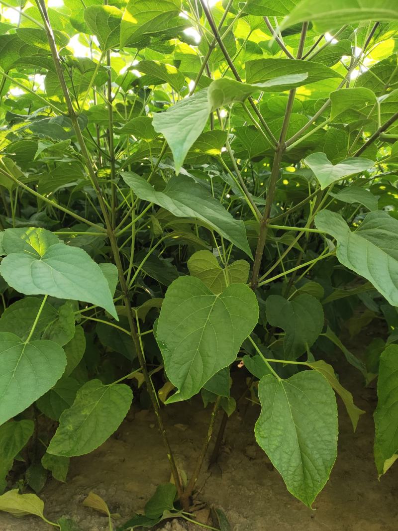 木绣球木绣球价格木绣球价格木绣球产地
