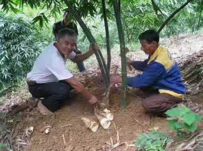 马蹄笋苗绿竹笋苗甜竹笋苗产地直销价格实惠