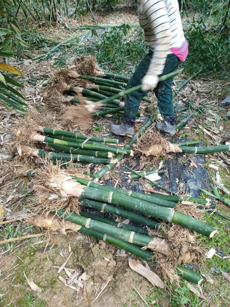 马蹄笋苗绿竹笋苗甜竹笋苗产地直销价格实惠