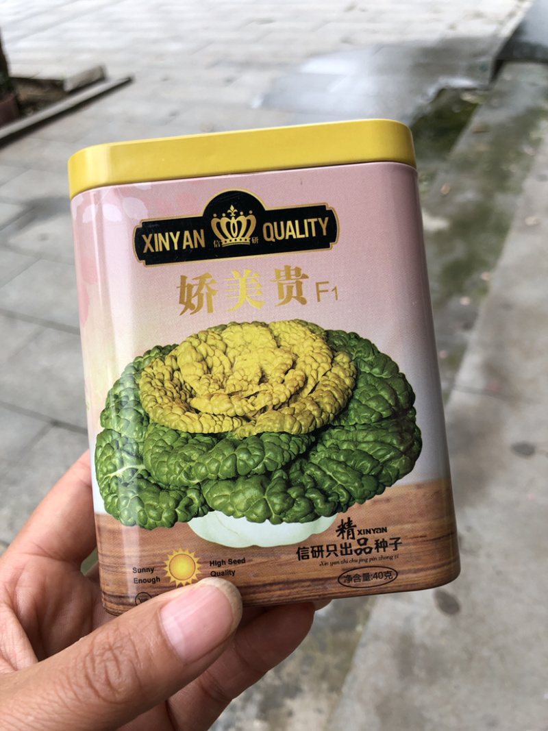 精品半包心黄心菜种子娇美贵油亮黑心乌墨冠种子