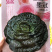精品半包心黄心菜种子娇美贵油亮黑心乌墨冠种子