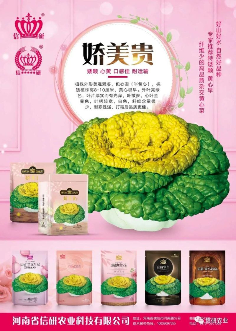 精品半包心黄心菜种子娇美贵油亮黑心乌墨冠种子