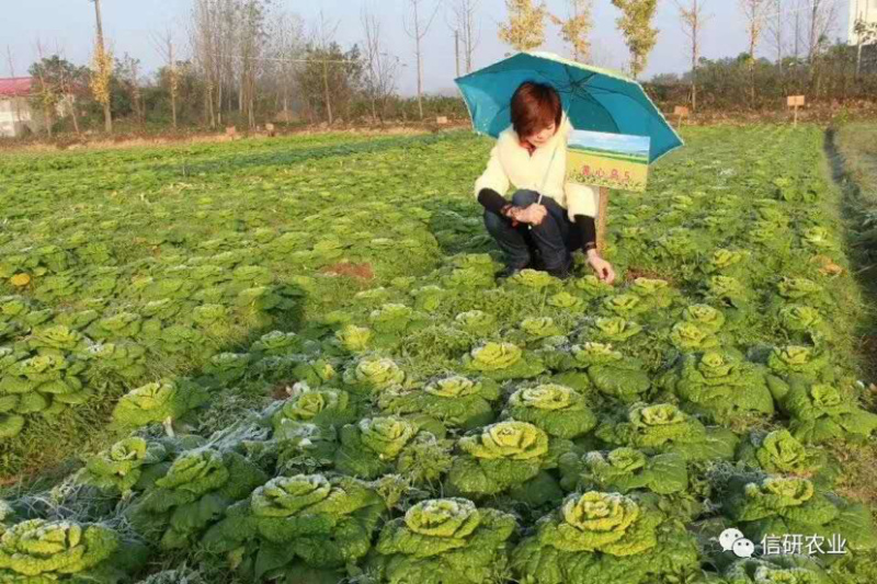 精品半包心黄心菜种子娇美贵油亮黑心乌墨冠种子