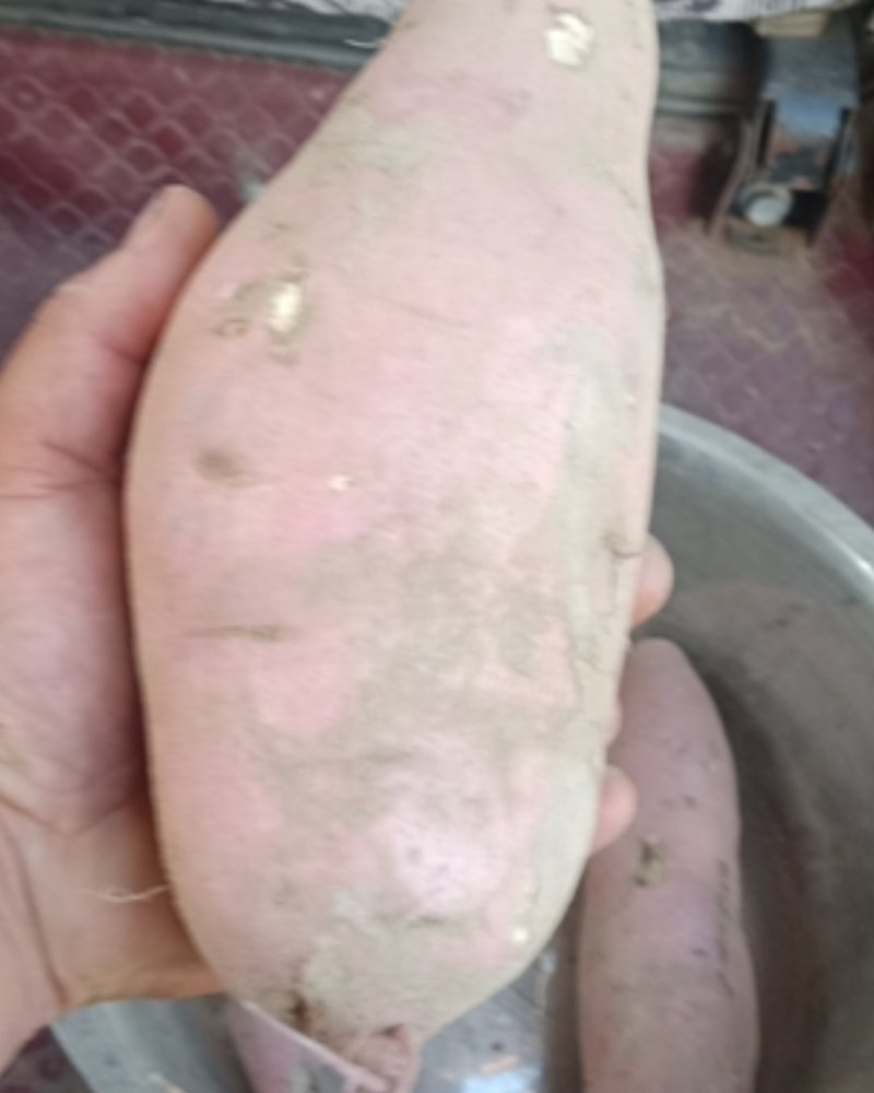 大量出售沙土地龙薯九