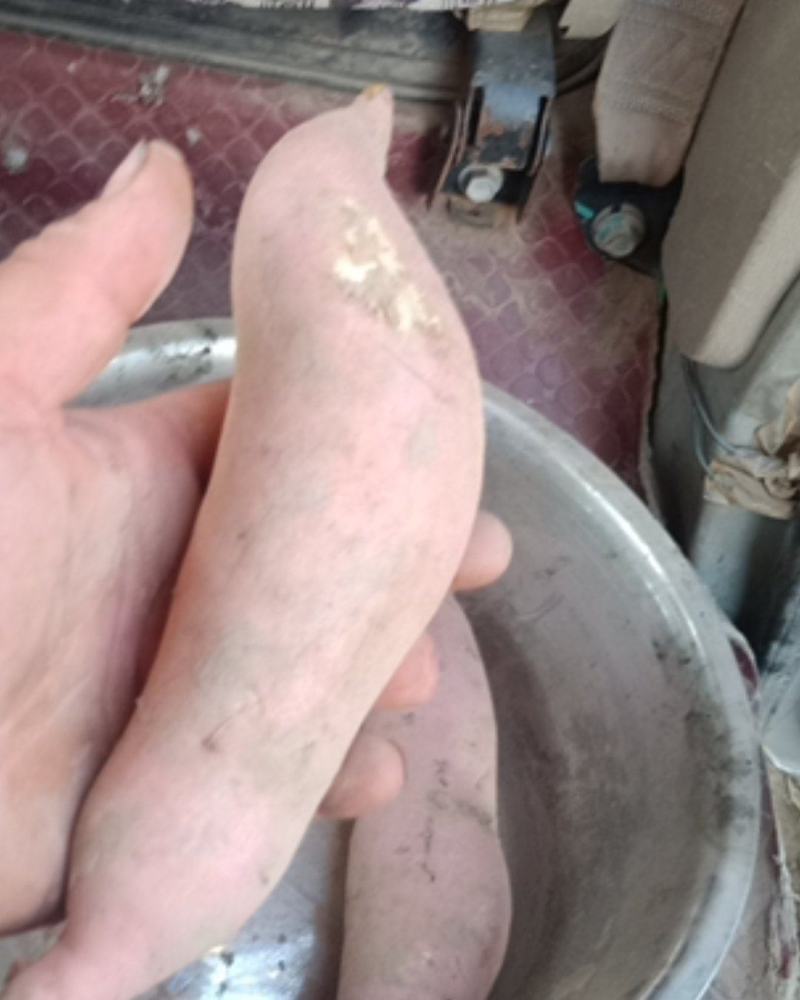 大量出售沙土地龙薯九