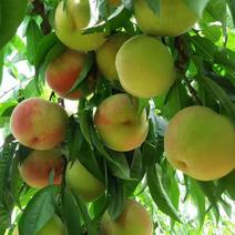 贵州省瓮安县苹果桃成熟了
