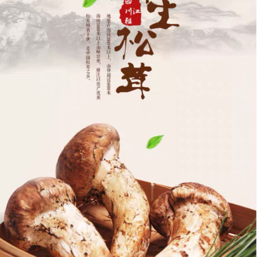 松茸大凉山深处纯野生菌子
