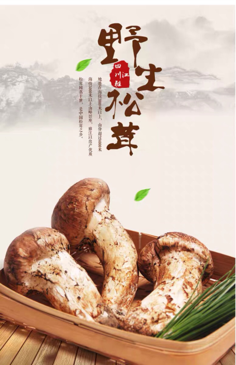 松茸大凉山深处纯野生菌子