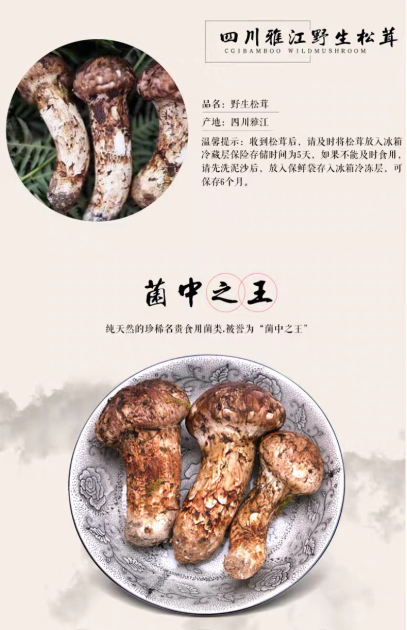 松茸大凉山深处纯野生菌子