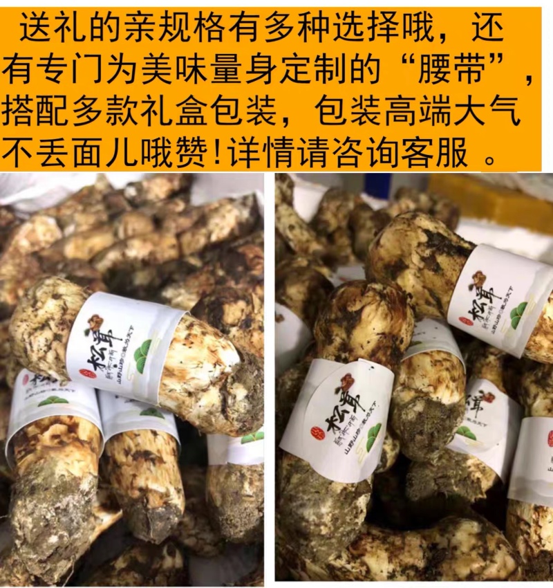 松茸大凉山深处纯野生菌子