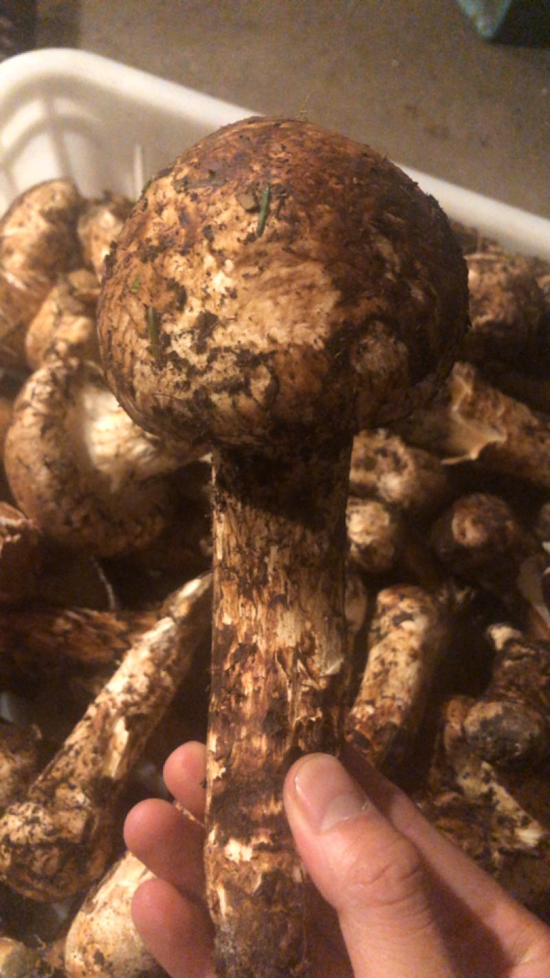 松茸大凉山深处纯野生菌子