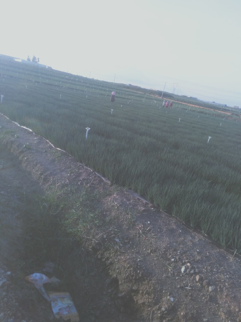 香葱水洗葱。红葱。小白葱，小香葱。大管黑葱。