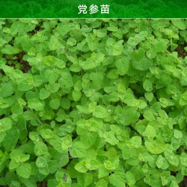云南省高原特色优质党参苗产地直销(适合全国种植)