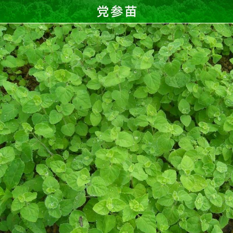 云南省高原特色优质党参苗产地直销(适合全国种植)