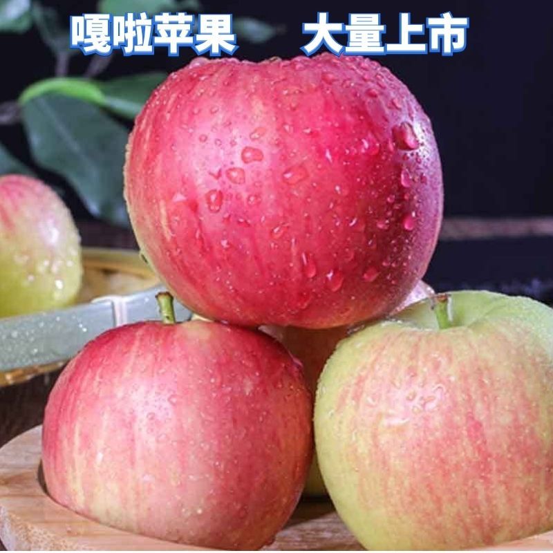 陕西礼泉优质早熟苹果，纸代嘎啦苹果大量上市，