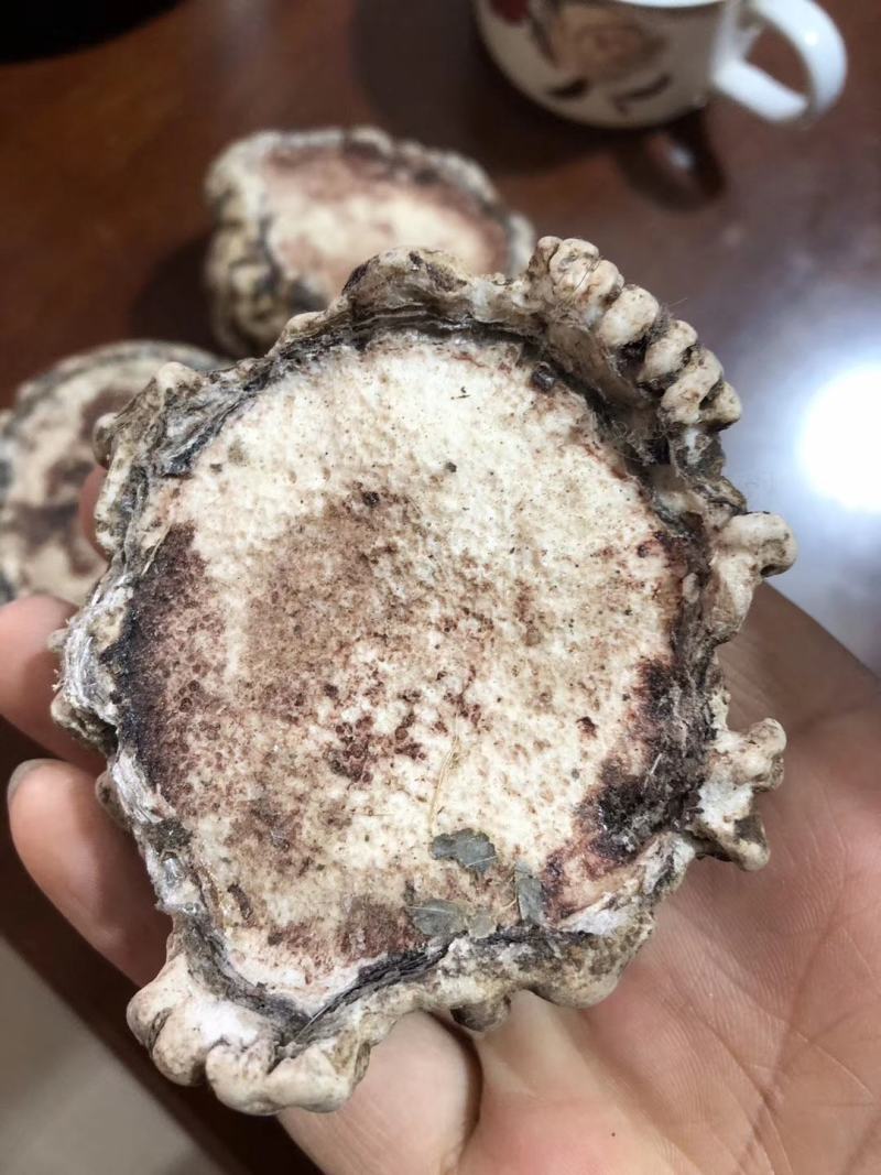 老御头正宗梅花鹿托盘又称鹿角帽250克/瓶可整个发货。