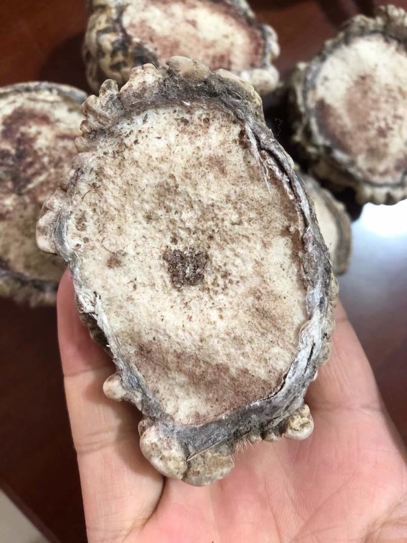 老御头正宗梅花鹿托盘又称鹿角帽250克/瓶可整个发货。