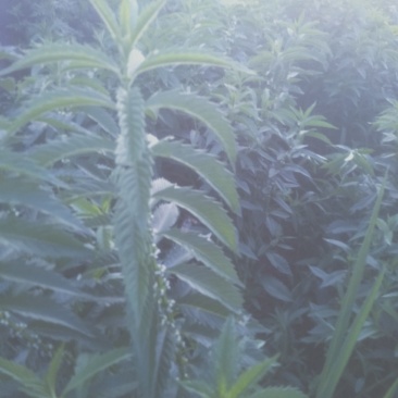 在我们这里叫白天麻？还叫地笋，在我们云南很多。