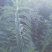 在我们这里叫白天麻？还叫地笋，在我们云南很多。