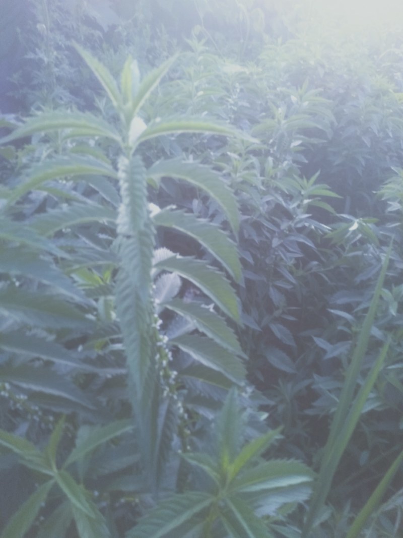 在我们这里叫白天麻？还叫地笋，在我们云南很多。