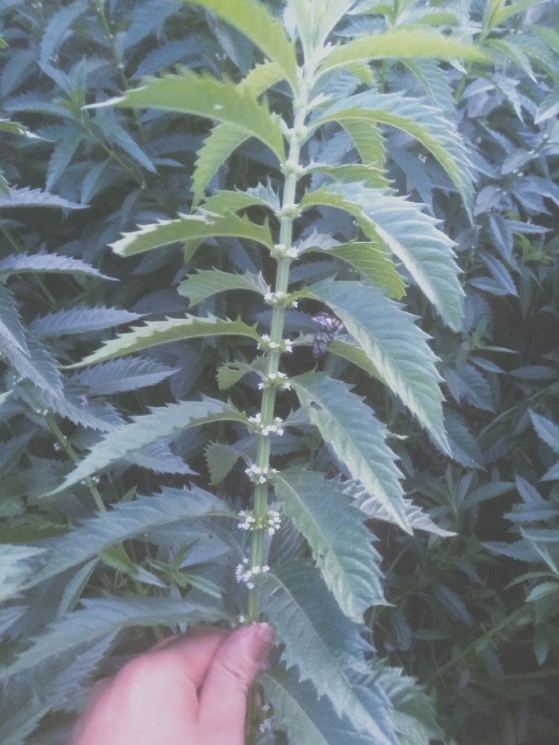 在我们这里叫白天麻？还叫地笋，在我们云南很多。