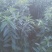 在我们这里叫白天麻？还叫地笋，在我们云南很多。