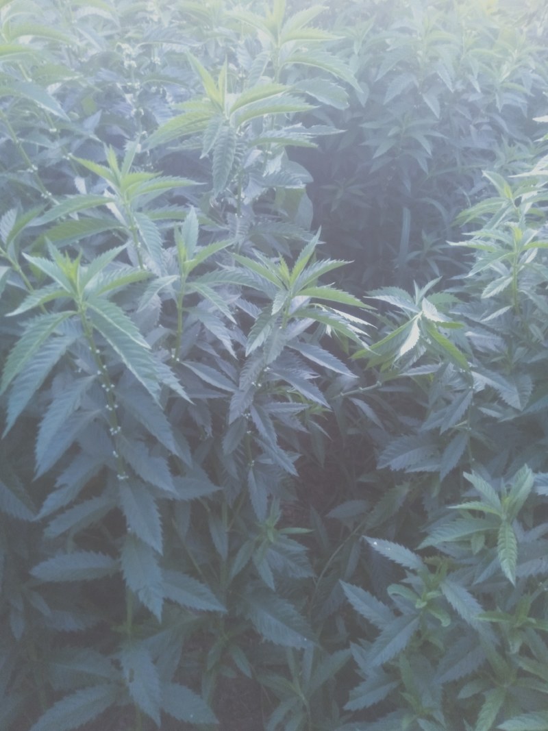 在我们这里叫白天麻？还叫地笋，在我们云南很多。