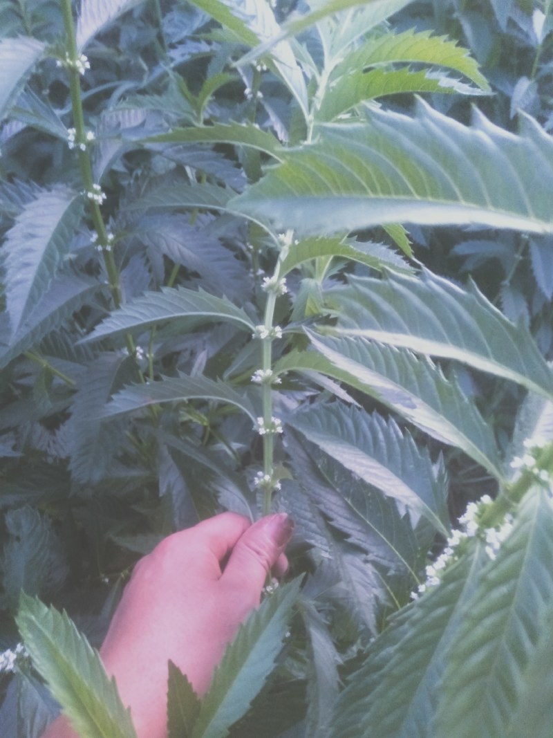 在我们这里叫白天麻？还叫地笋，在我们云南很多。