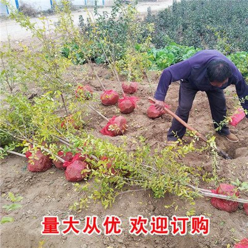石榴树突尼斯软籽石榴苗基地直销品种保证盆栽地栽石榴树苗包