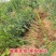 石榴树突尼斯软籽石榴苗基地直销品种保证盆栽地栽石榴树苗包