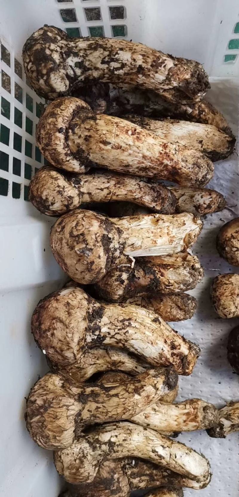 野生松茸物美价廉货是当天的