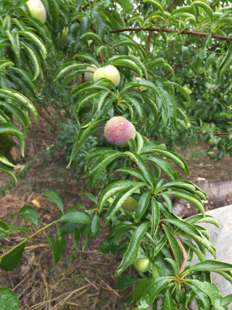 大量供应半边红李子，本人种植水果多年，代办我是专业的！!